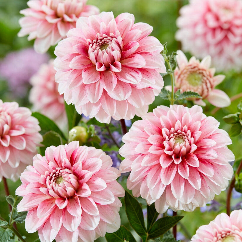 Dahlia Dekorativ Strawberry Cream 1-pakning